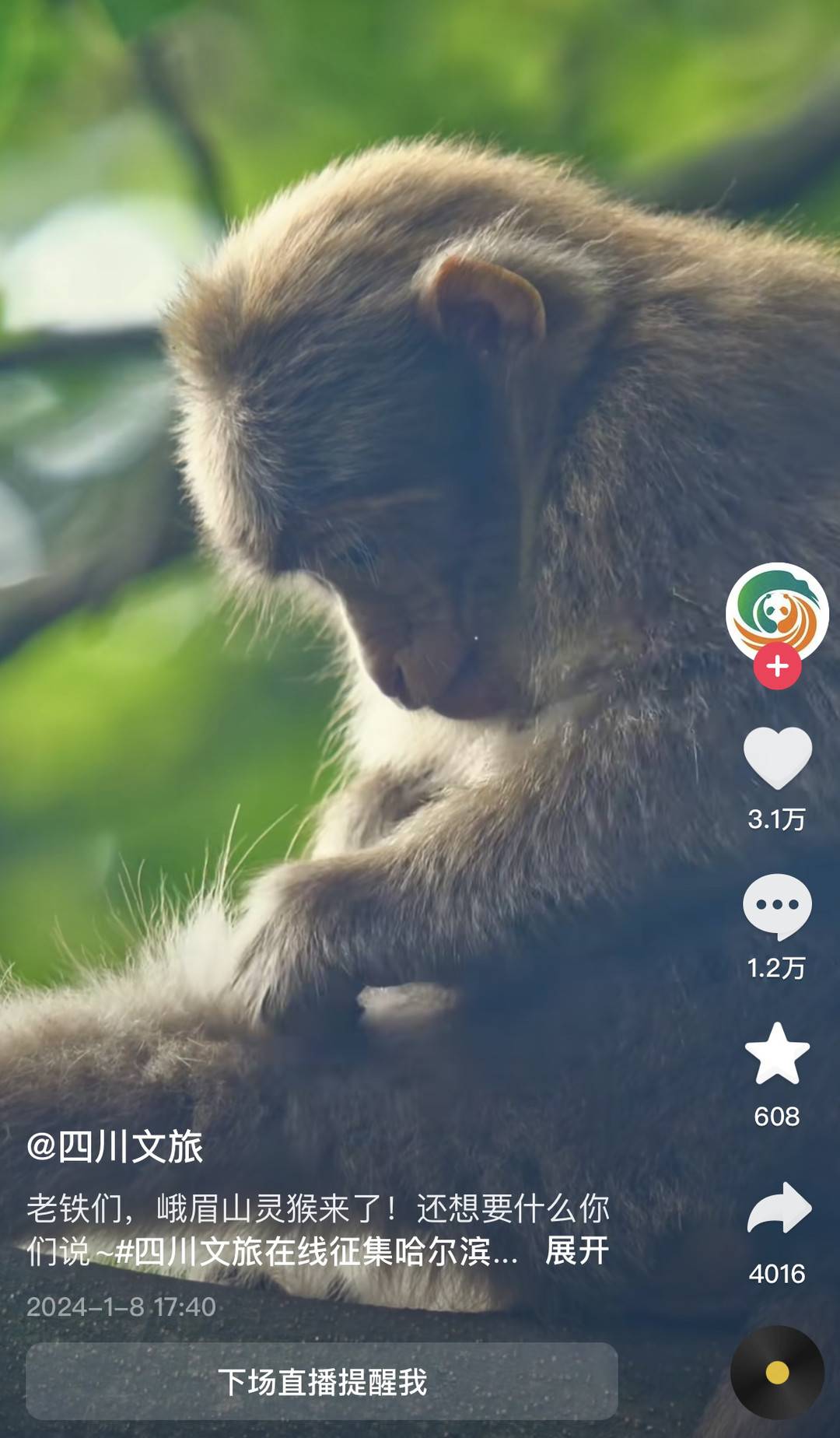 “峨眉老表”已备好 峨眉山回应将灵猴回礼“尔滨”2