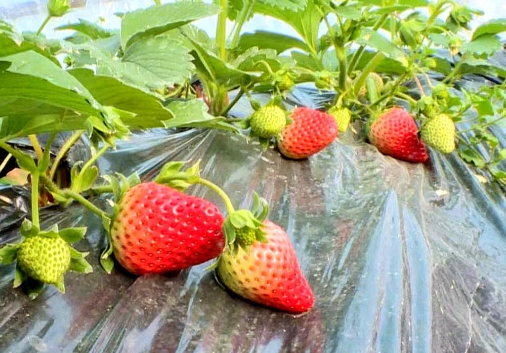 新鲜的草莓。记者 苏楠凯 摄