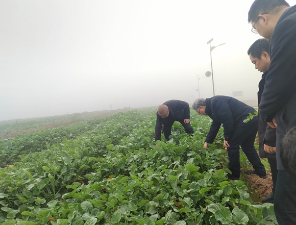 李加纳教授到田间察看油菜生长情况