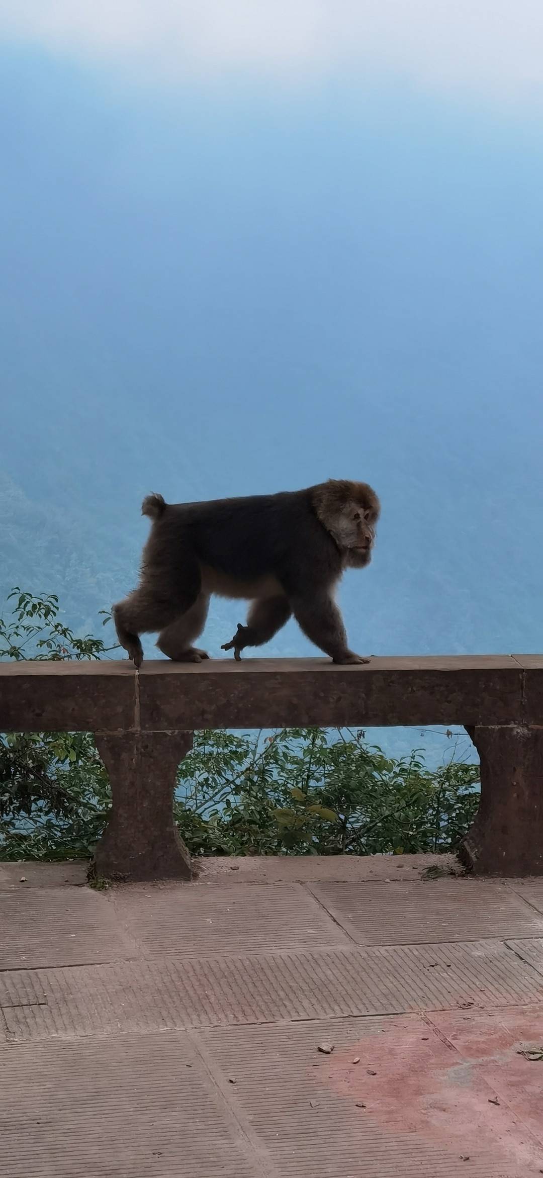 男子牵狗上峨眉山直播挑衅猴群？景区回应：带狗上山违规，没有直播博眼球5