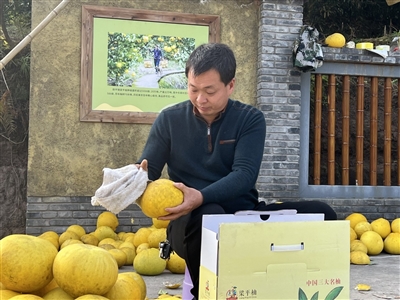 近日，荫平镇乐英村，黎邦明在打包柚子。见习记者 屈凡洁 摄