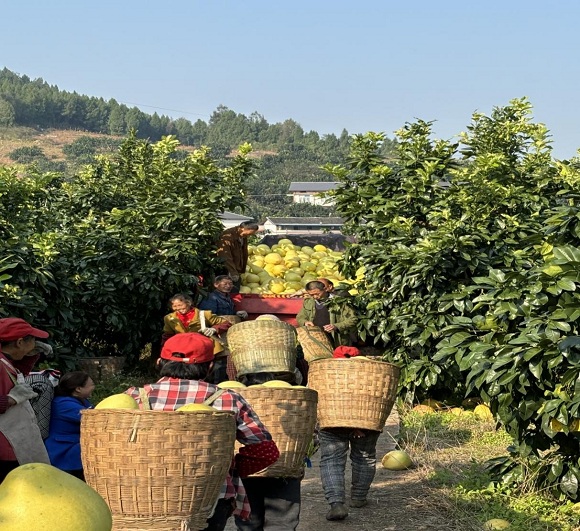 柚农将采收的柚子转运上车。丰都县委宣传部供图 华龙网发