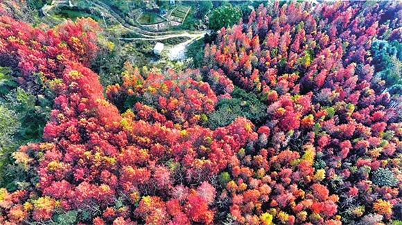 The multi-colored pine trees in Hongsha Bridge (Photo provided by Xu Ke, Yu Mei, and Zhu Yunqing)
