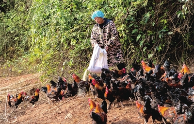 和林镇平都社区七组林下养鸡基地，饲养员在喂鸡。
