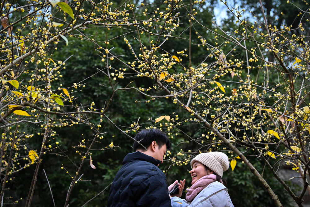 蜡梅绽放 闻香赏景正当时6