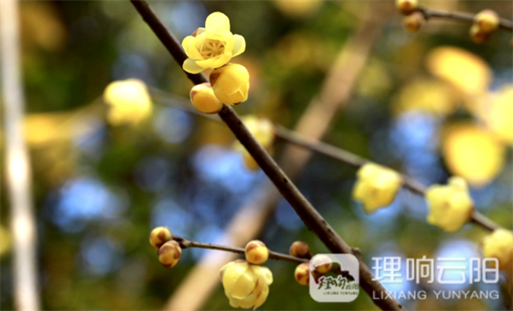 双江街道云顶公园内的腊梅花已是暗香浮动。云阳县融媒体中心供图