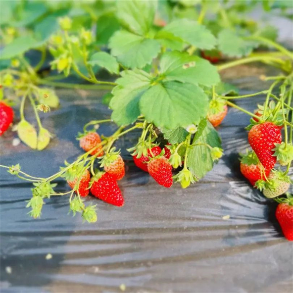 草莓大量成熟。记者 陈小娅 郑红均 供图