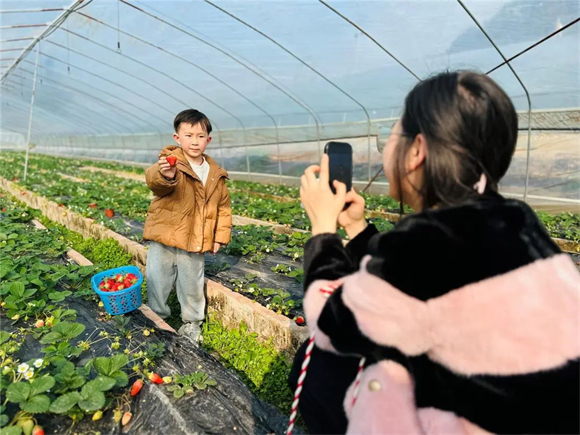 市民们尽情享受“莓”好时光。记者 陈小娅 郑红均 供图