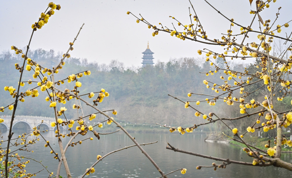 In Chongqing Garden Expo Park, more than 3,000 trees of wintersweet are in full bloom. (Photographed by Long Fan / Visual Chongqing)