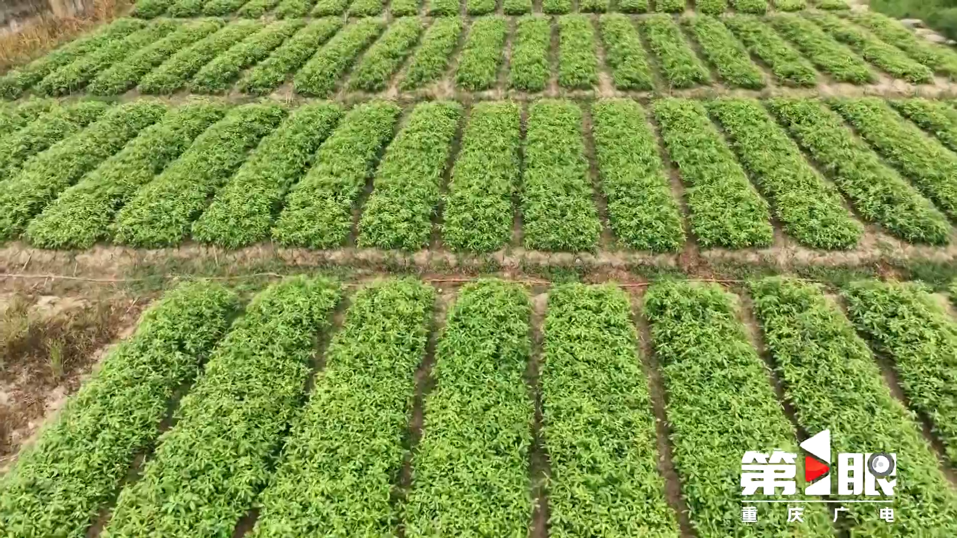 网购林业植物有新规！ 重庆加强检疫监管2