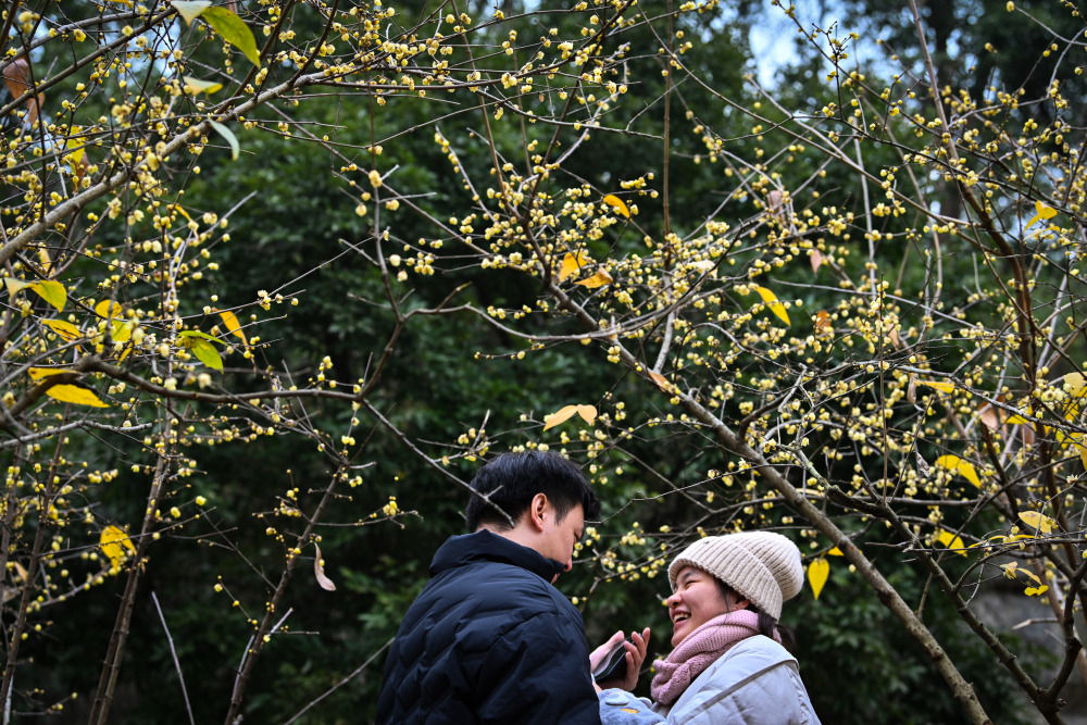 On January 14, in Chongqing Garden Expo Park, citizens taking photos in front of wintersweet flowers. (Photographed by Long Fan / Visual Chongqing)