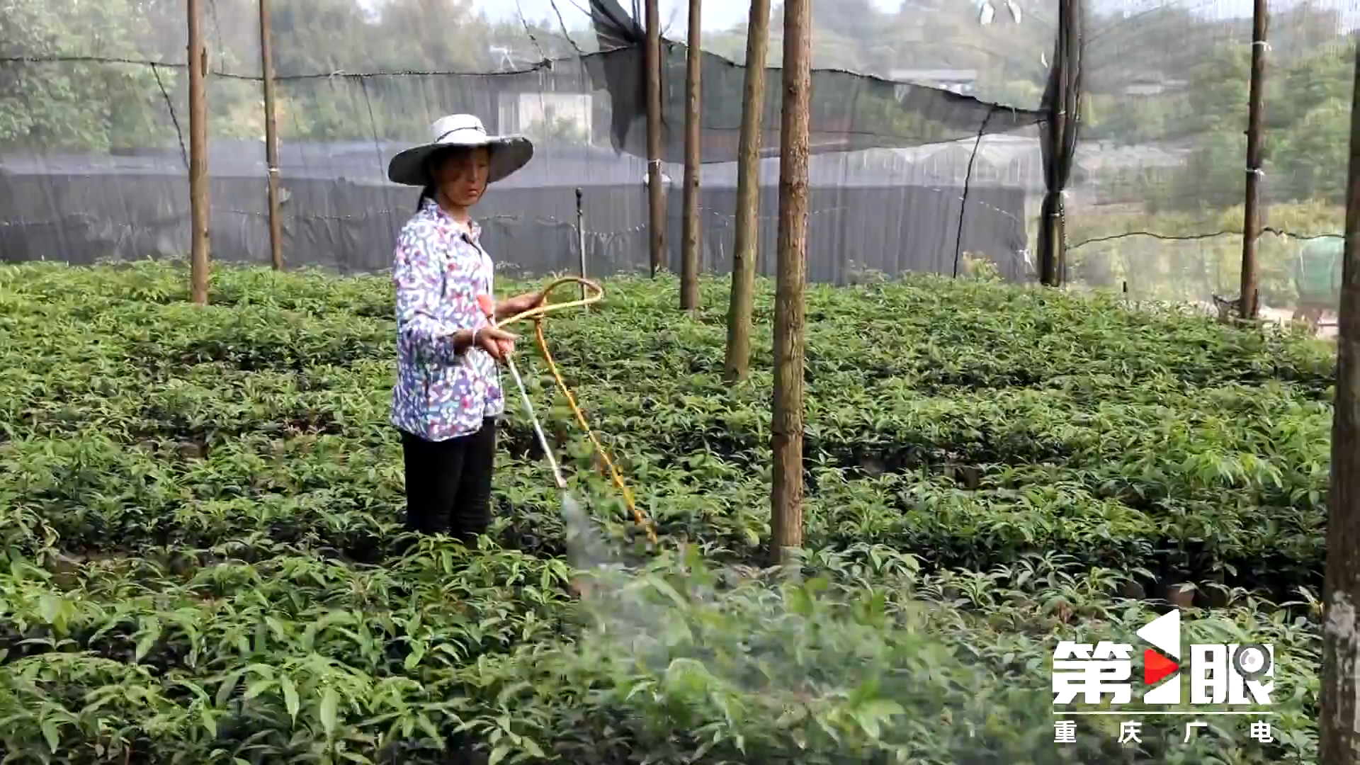 网购林业植物有新规！ 重庆加强检疫监管3