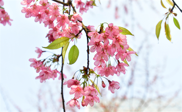 Early cherry blossoms (Photo provided by Cui Jingyin)