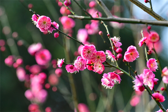Red plum blossoms in full bloom (Photo provided by Cui Jingyin)
