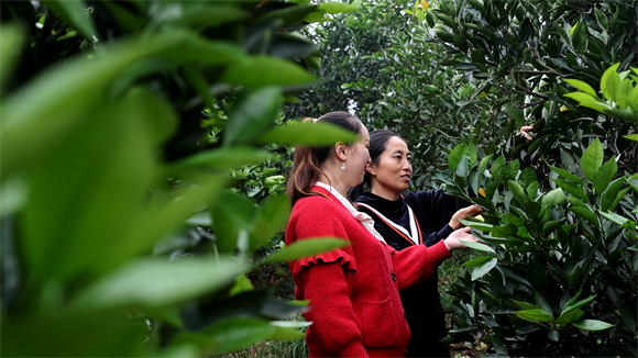刘春梅与种植大户一起研究柑橘种植。江津区委宣传部供图 华龙网发