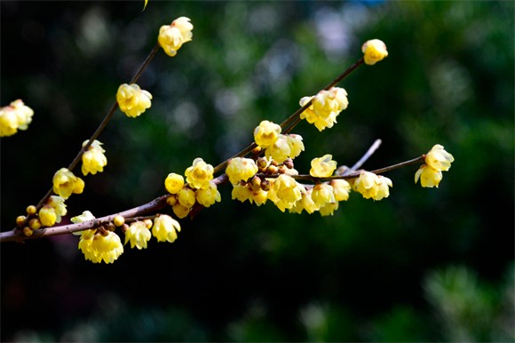 Fragrant wintersweet on the branches (Photo provided by Cui Jingyin)