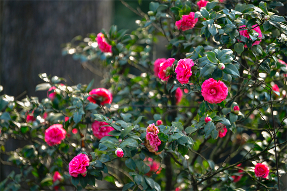 Camellia in full bloom (Photo provided by Cui Jingyin)
