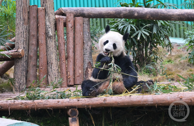 萌萌哒！重庆永川四只大熊猫今天与游客正式见面4