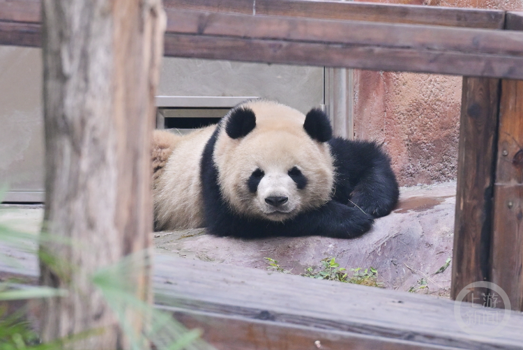 萌萌哒！重庆永川四只大熊猫今天与游客正式见面5