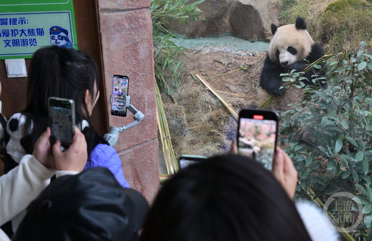 萌萌哒！重庆永川四只大熊猫今天与游客正式见面1
