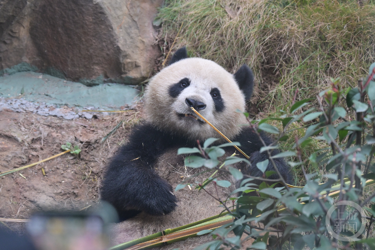 萌萌哒！重庆永川四只大熊猫今天与游客正式见面3