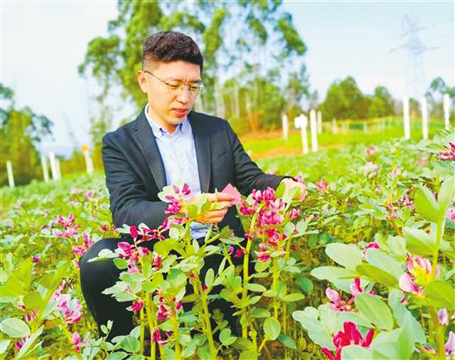 重庆市农科院豆类创新团队首席专家杜成章——扎根巴渝大地 他让农家豆成致富“金豆豆”