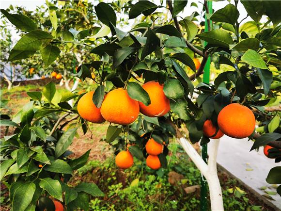 江津：2000余亩柑橘获丰收 带动群众增收致富