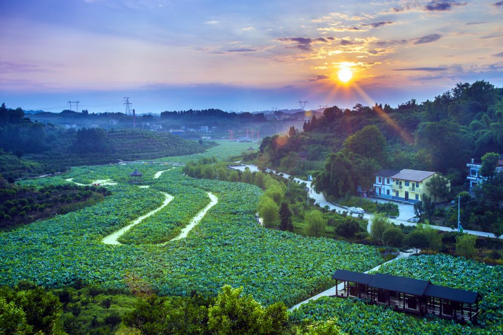 忠县三峡橘乡荷海景点。重庆市生态环境局供图