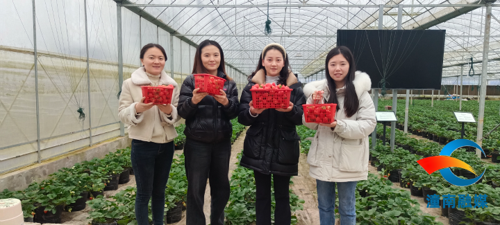 游客采摘了满满一筐草莓。记者 马艾 供图