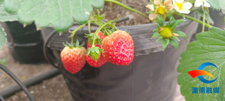 草莓。记者 马艾 供图