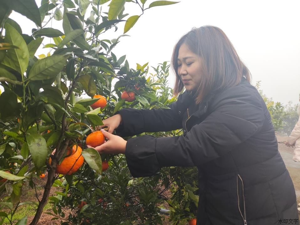 游客采摘柑橘。记者 田济申 摄