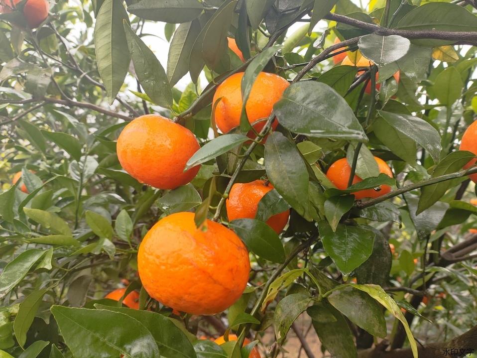 柑橘挂枝头。记者 田济申 摄