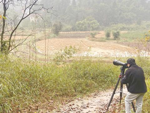 江津区林业局工作人员为黑颈鹤采集影像资料。江津区林业局供图