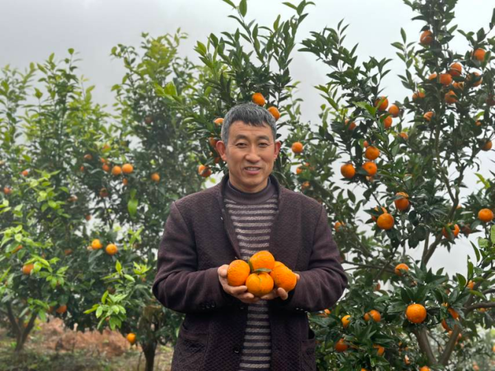东温泉镇黄金林村柑橘成熟。记者 彭怡 摄