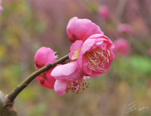 一朵朵、一簇簇梅花绽放枝头。巫山县融媒体中心供图