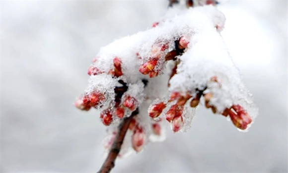 白色的雪覆盖在红色的枝丫上，格外美丽。记者 尹宏炜 摄