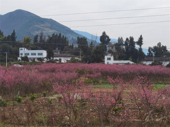 数亩梅花竞相开放、灿若红霞。巫山县融媒体中心供图
