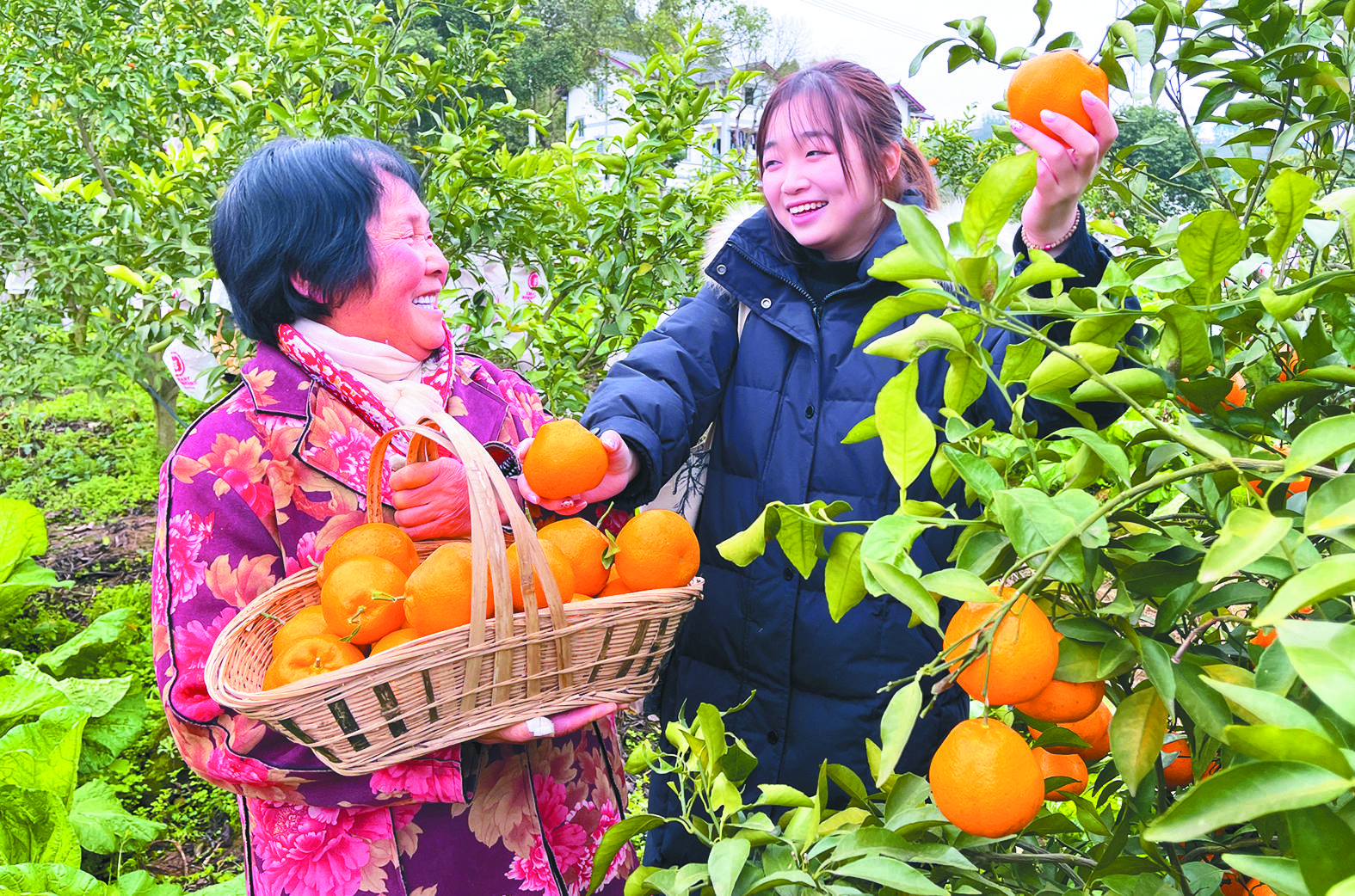 渝北大盛镇：2万亩柑橘产量翻番 多渠道破解“丰收的烦恼”助农增收