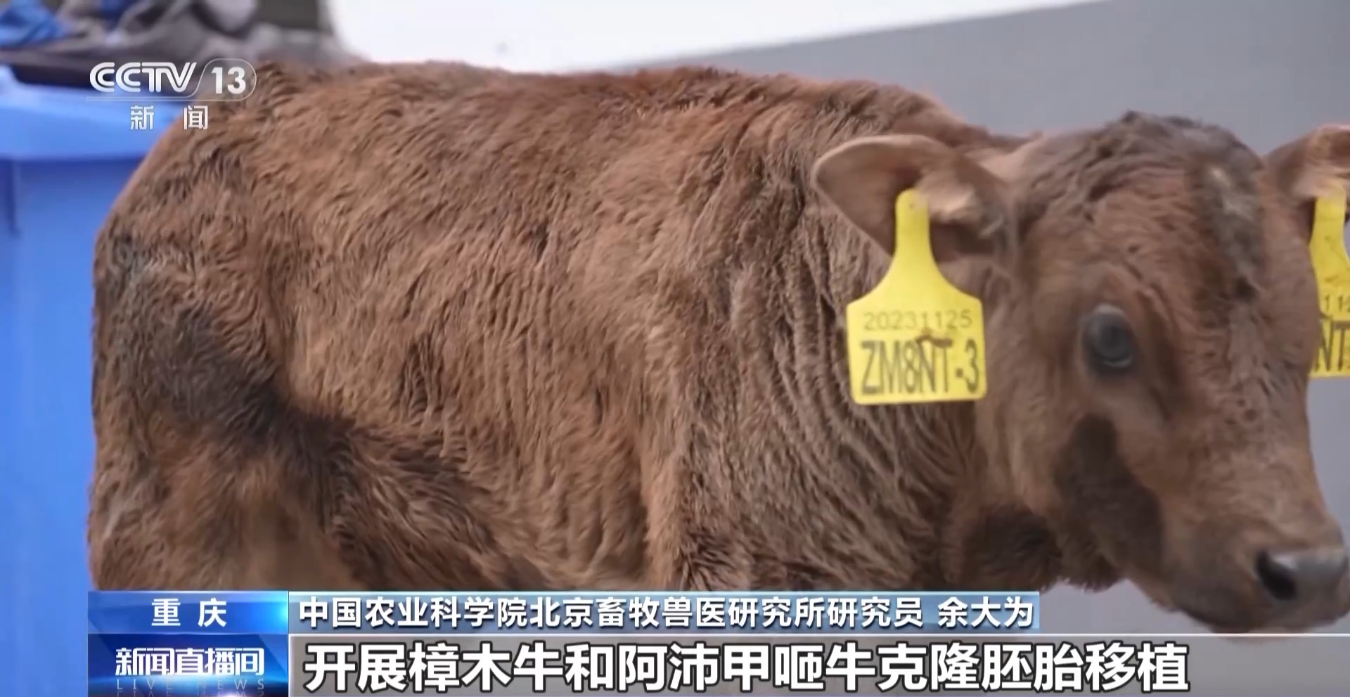 世界首例克隆西藏濒危牛诞生3