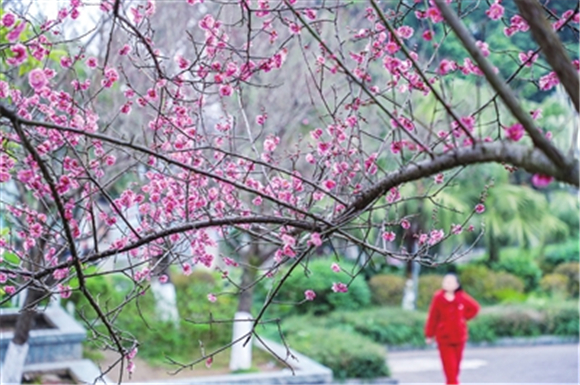 红梅、红衣，红火的日子。