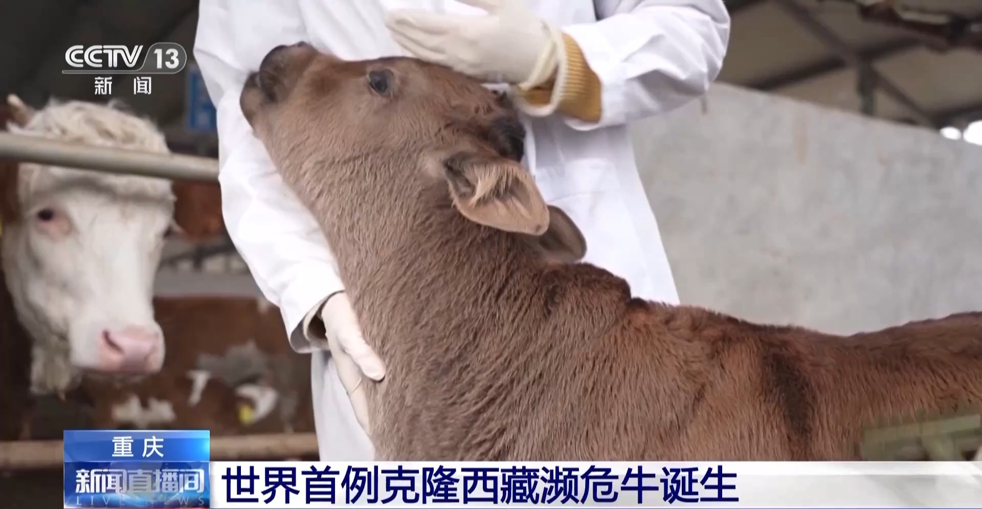 世界首例克隆西藏濒危牛诞生1