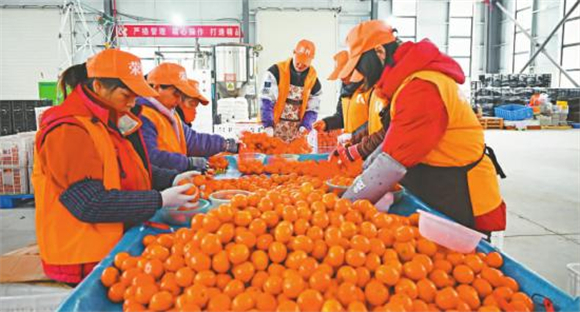工人们正在分选柑橘装袋。