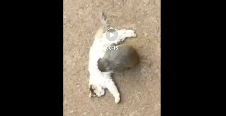 昆明动物园“猴猫共处”引争议！我们该如何对待小动物？4