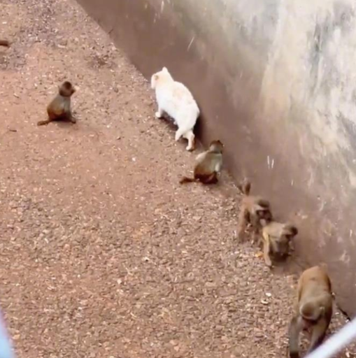 昆明动物园“猴猫共处”引争议！我们该如何对待小动物？2