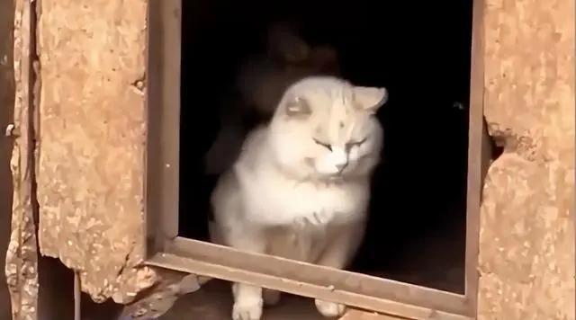 昆明动物园“猴猫共处”引争议！我们该如何对待小动物？1