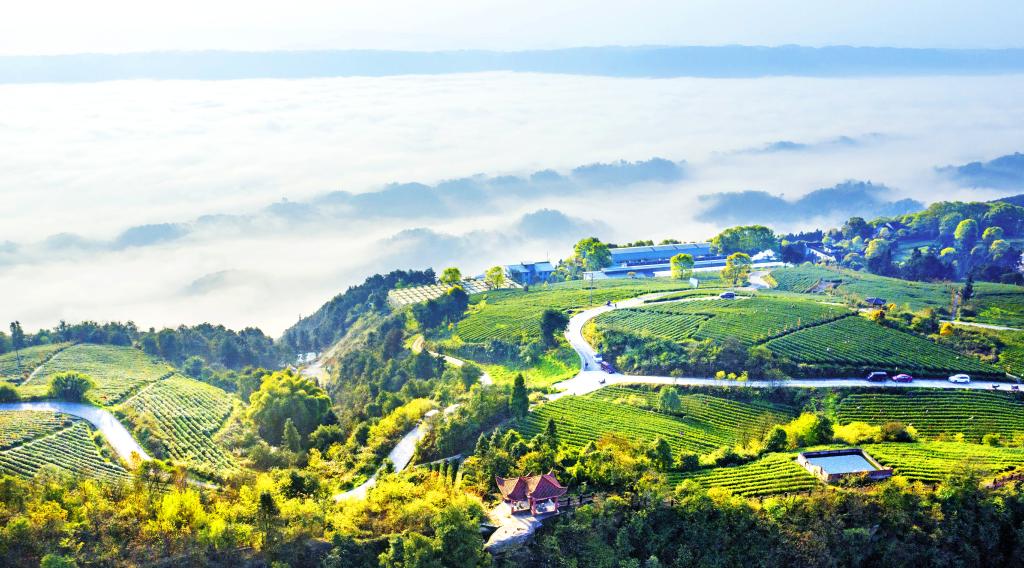 白象山定心茶场