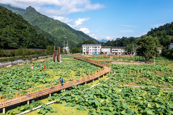 双竹村莲藕种植产业