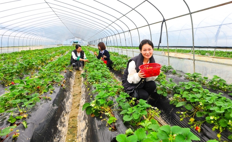 果农们正忙着采摘草莓。记者 宁思娣 供图