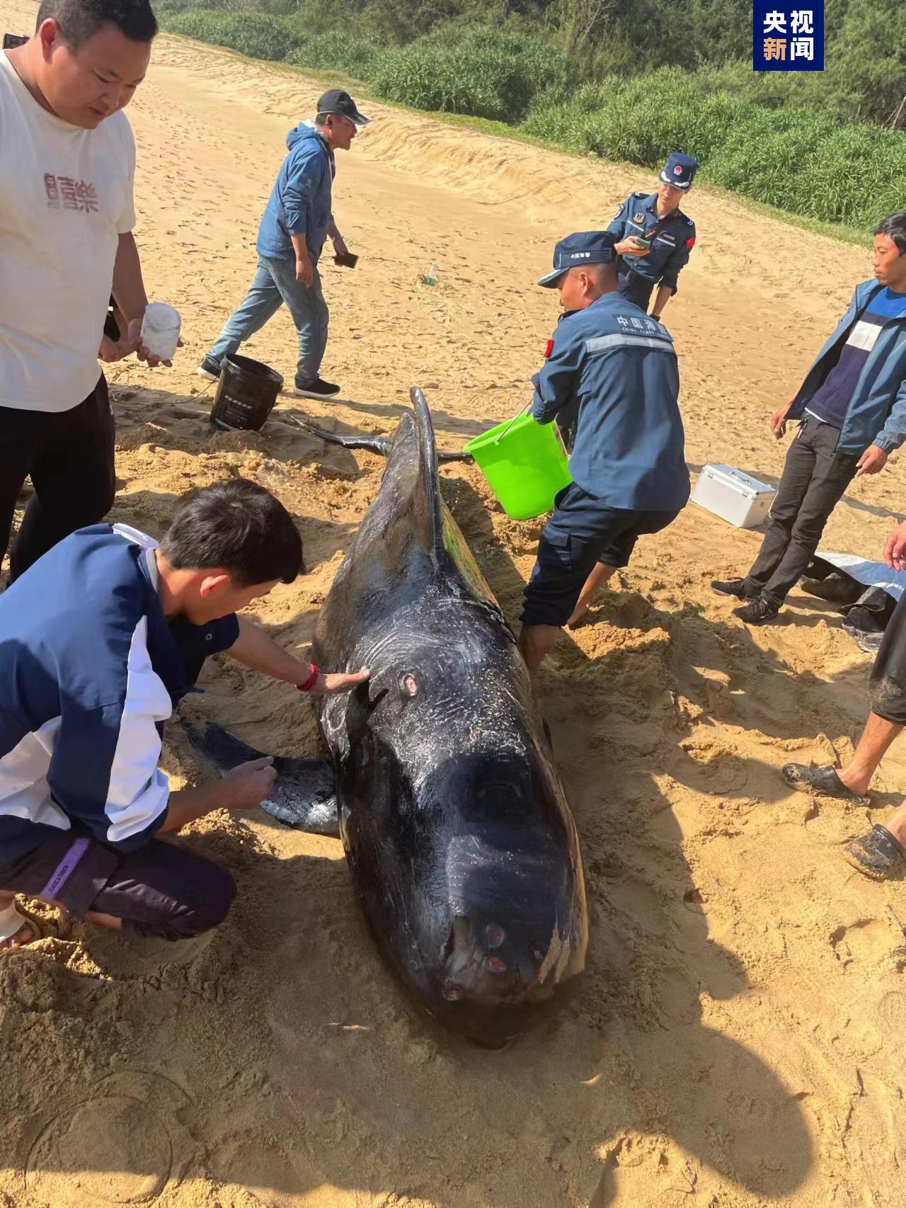 全身有多处明显外伤 一鲸鱼搁浅海滩 三亚紧急救助1