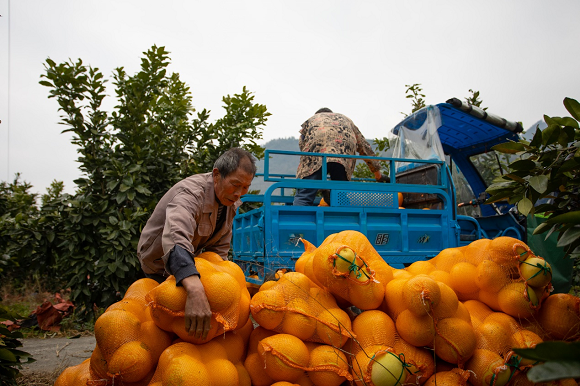村民正在将柚子装车转运。通讯员 胡程摄